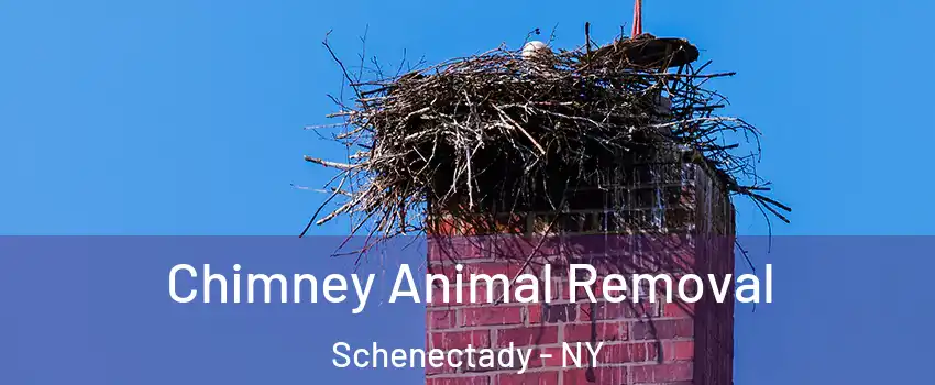 Chimney Animal Removal Schenectady - NY