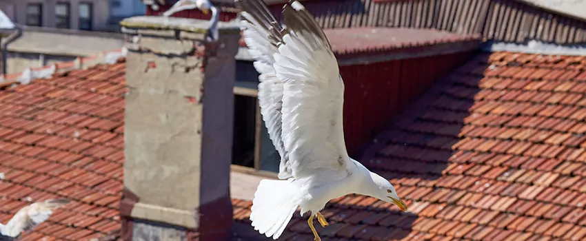 Residential Chimney Animal Removal Solution in Schenectady, NY