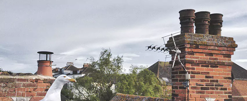 Chimney Cleaning And Restoration in Schenectady, New York